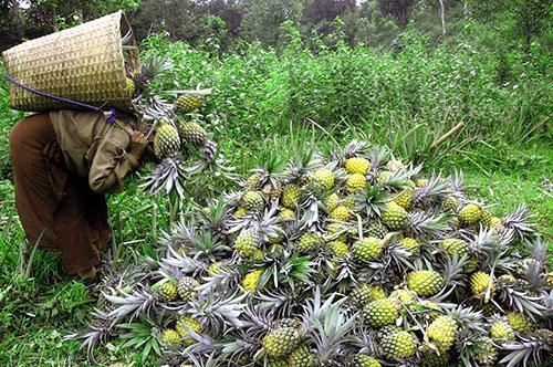 Høsting av ananas