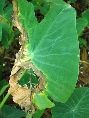 จุดแห้งบนใบของ Alocasia