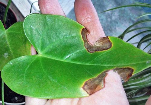 Tørre flekker på bladene av anthurium