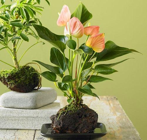 Tropisk flora - anthurium