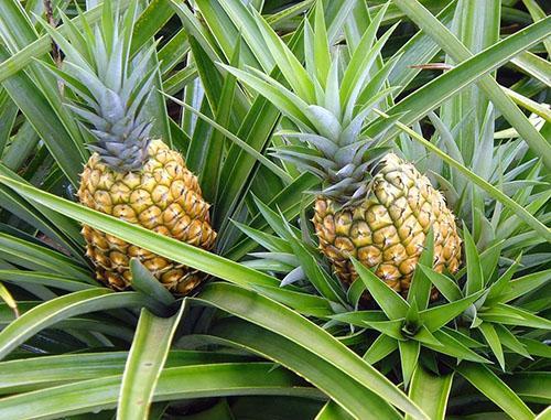 Ananas har tøft, langt løvverk