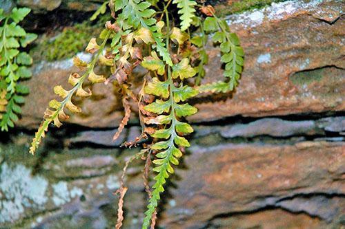 ใบ Asplenium เปลี่ยนเป็นสีเหลืองและตาย