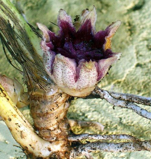 Unik blomst av aspidistra