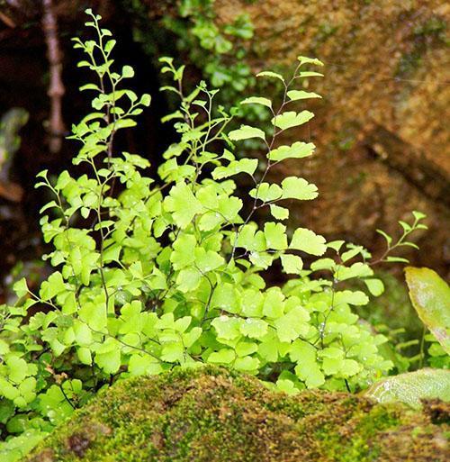 มีอยู่หลายประเภทของ Maidenhair ในธรรมชาติ