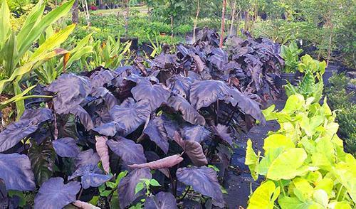 Det er flere titalls typer alocasia i naturen.