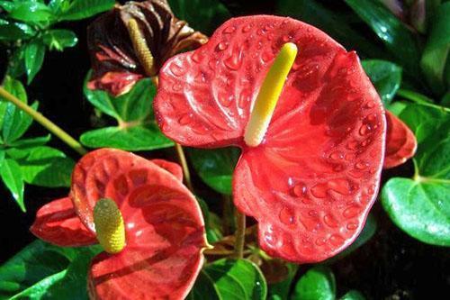 Spektakulære blomsterstander av anthurium Andre