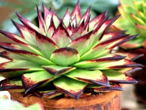 Echeveria agáve