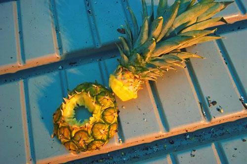 Den grønne toppen av frukten brukes til å dyrke ny ananas