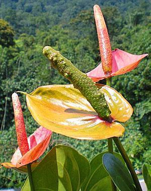 Anthurium květenství bylo opylováno a bobule byly nastaveny