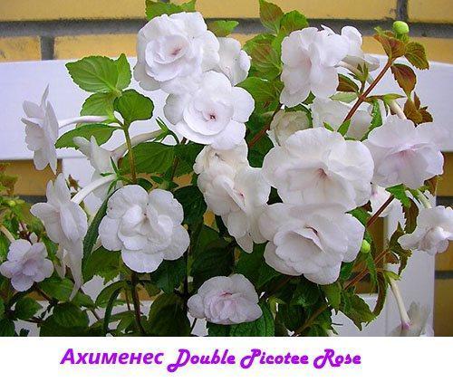 Ahimenes Double Picotee Rose