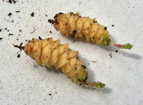 Det er på tide å plante jordstengler i bakken