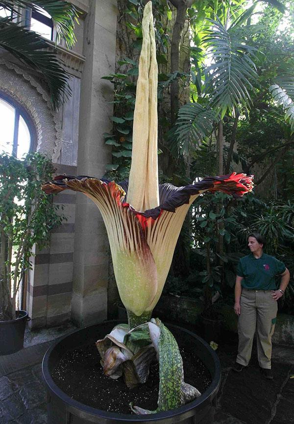 Amorphophallus titanový