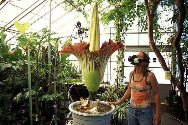 Zapach amorphophallus przyciąga owady zapylające