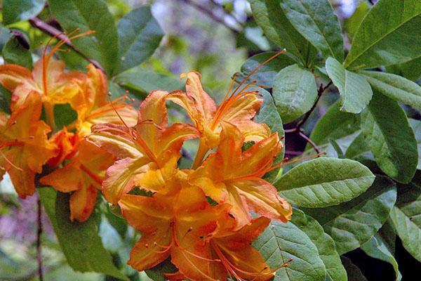 Azalia ogrodowa - rododendron