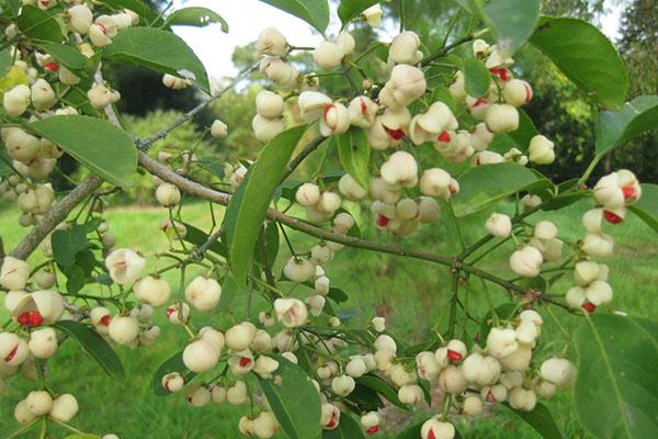 ข้าวโพดป๊อป euonymus ของ Hamilton