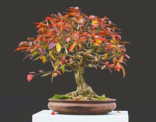 Euonymus bonsai