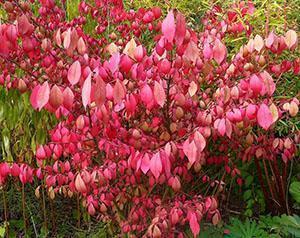 Euonymus v podzimní barvě