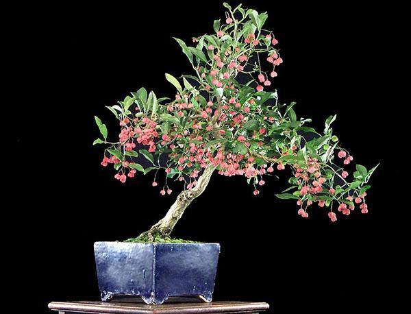 Euonymus trenger moderat vanning