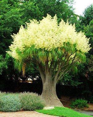 Bocarnea i naturen