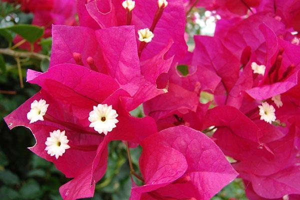 Bougainvillea jest piękna