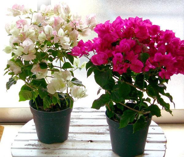 Bougainvillea u sobi