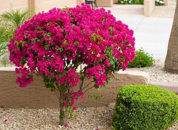 Bougainvillea i landskapsdesign