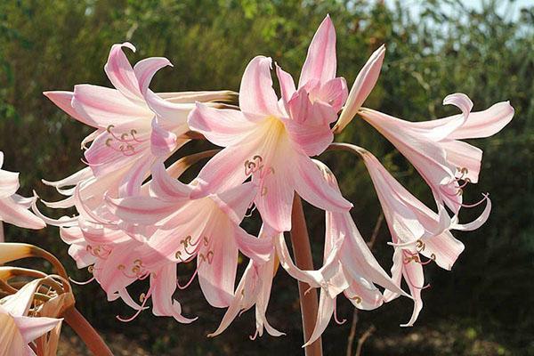 Blomstrende amaryllis belladonna