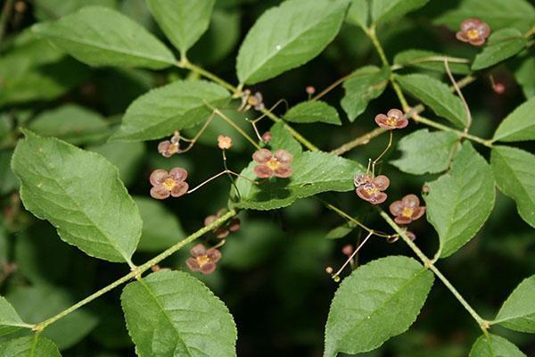 Kvetoucí bradavičnatý euonymus