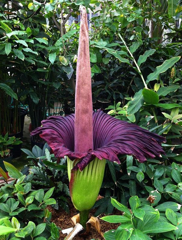 Kwitnie Amorphophallus