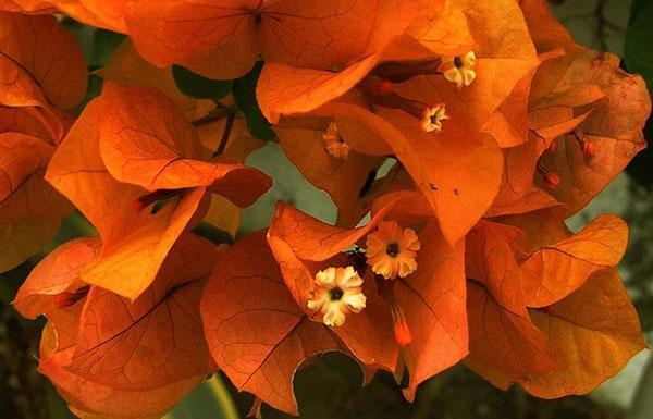 Bougainvillea blomstrer