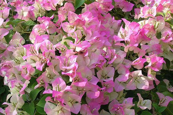 Kwitnie Bougainvillea