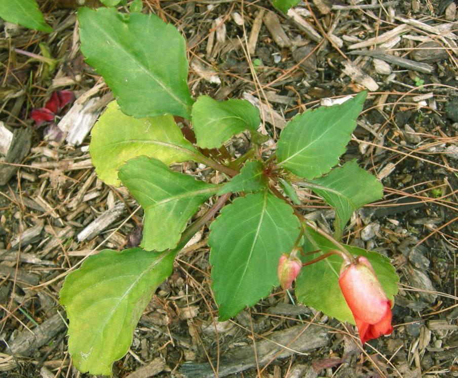 Balsamblomst i tørr mark