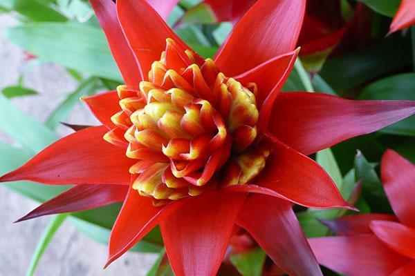 ดอกไม้ Guzmania