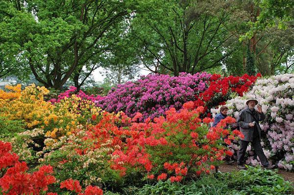 Kwitnące azalie w ogrodzie botanicznym