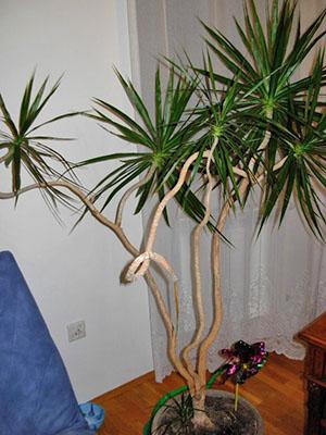 Dracaena v interiéru