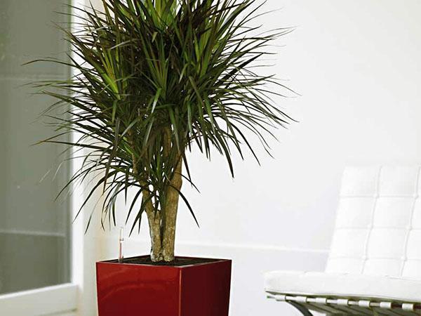 Dracaena w wannie