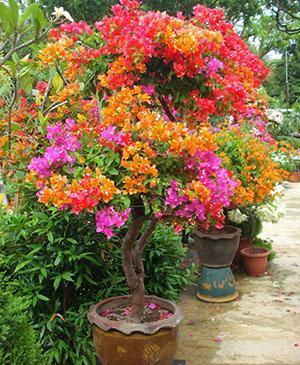 Danner bougainvillea i en gryte