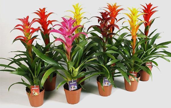 Guzmania ของพันธุ์ต่าง ๆ