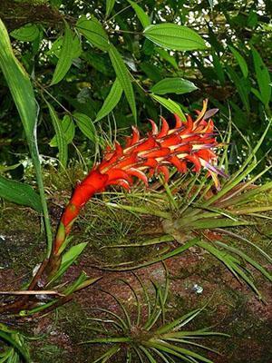 Guzmania ในธรรมชาติ