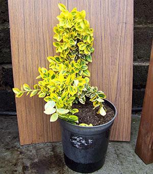 Euonymus pokoju