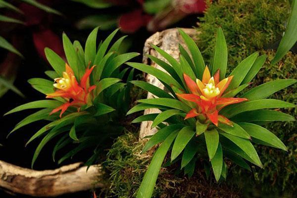 บานที่ผิดปกติของ Guzmania