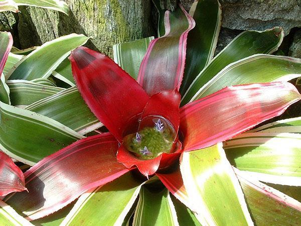 ดอกไม้ Guzmania ที่ดูอึมครึมตกแต่งด้วยดอกไม้ที่สดใส