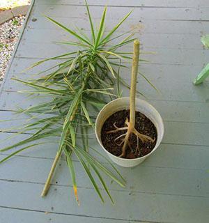 ตัดส่วนบนของ Dracaena ออก