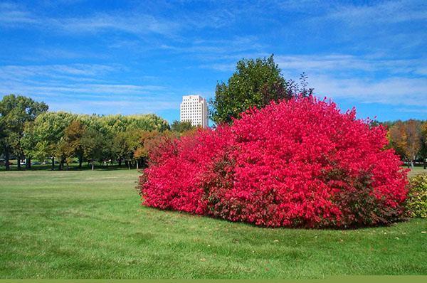 euonymus ที่สวยงามน่าอัศจรรย์