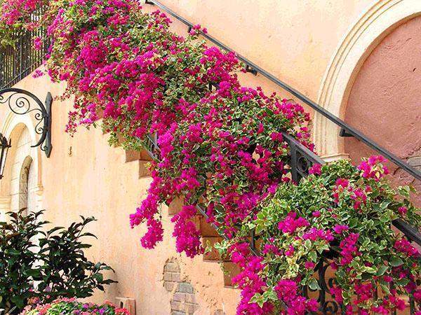 Bougainvillea trapp dekorasjon