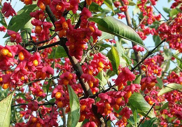 Bobice Euonymus su nejestive