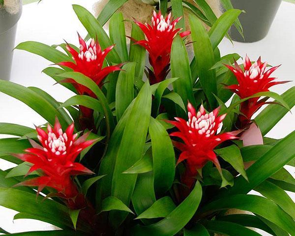 บานสะพรั่งสดใสของ guzmania