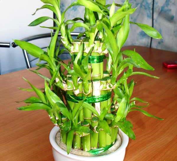 ไผ่แห่งความสุข - Dracaena Sander