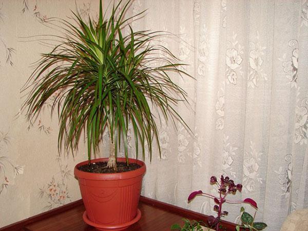 Velká dracaena