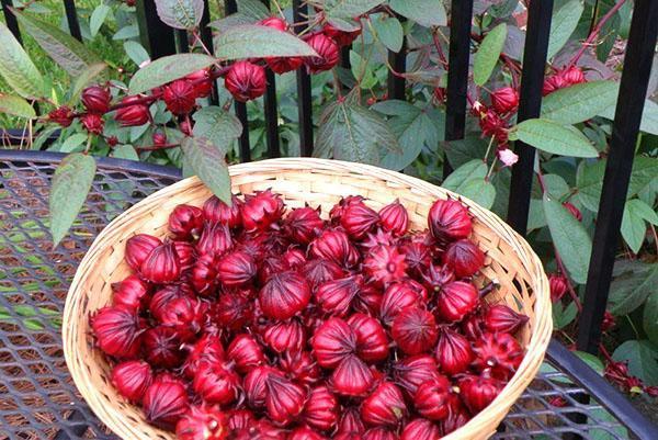 Herbata składa się z miseczek kwiatowych i jajników hibiskusa